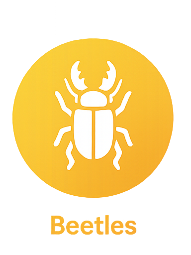 Beetles